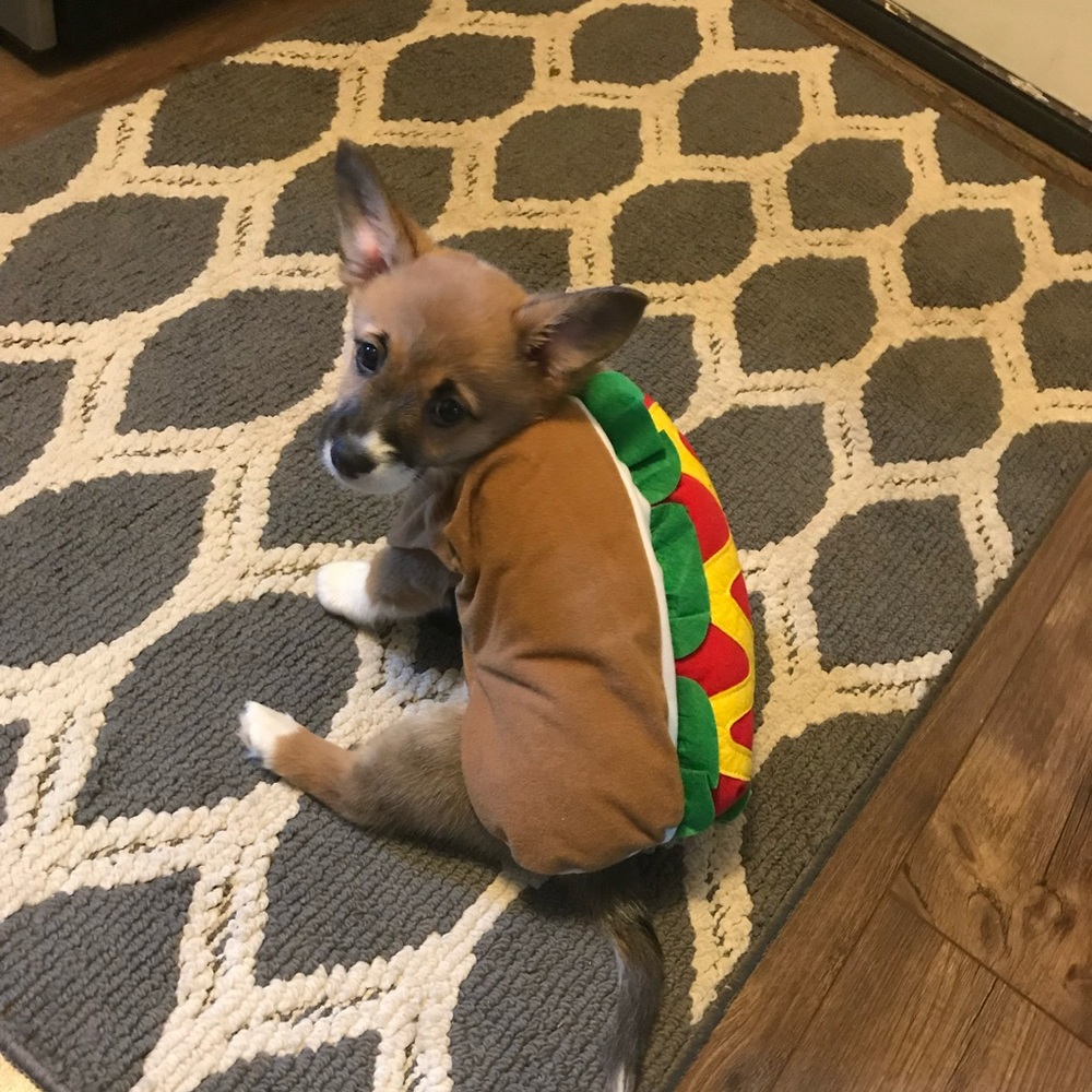 Hot dog Halloween pet costume